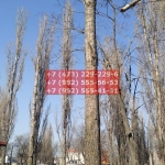 IMG-20200508-WA0027